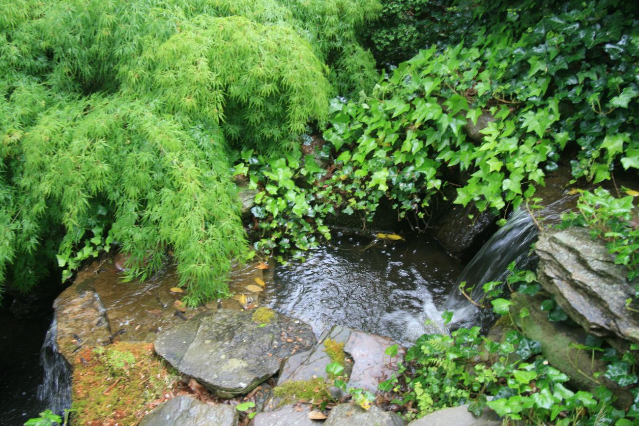 backyard pond and landscaping from modern home 